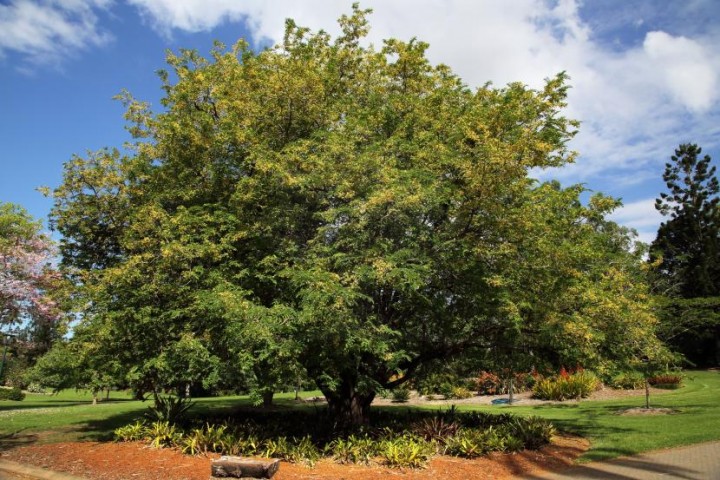 Tamarindo – Árvores da UENF